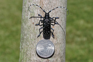 Asian Long-Horned Beetle