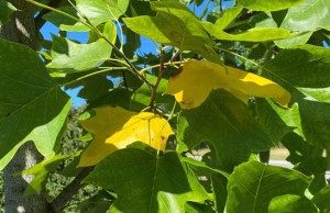 Tuliptree Leaf Drop