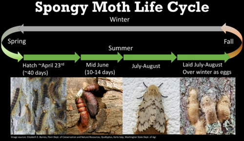 Spongy Moth